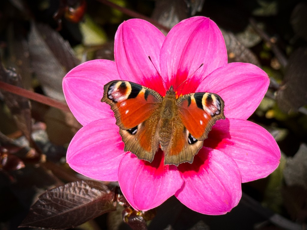Dahlienblüte mit Tagpfauenauge