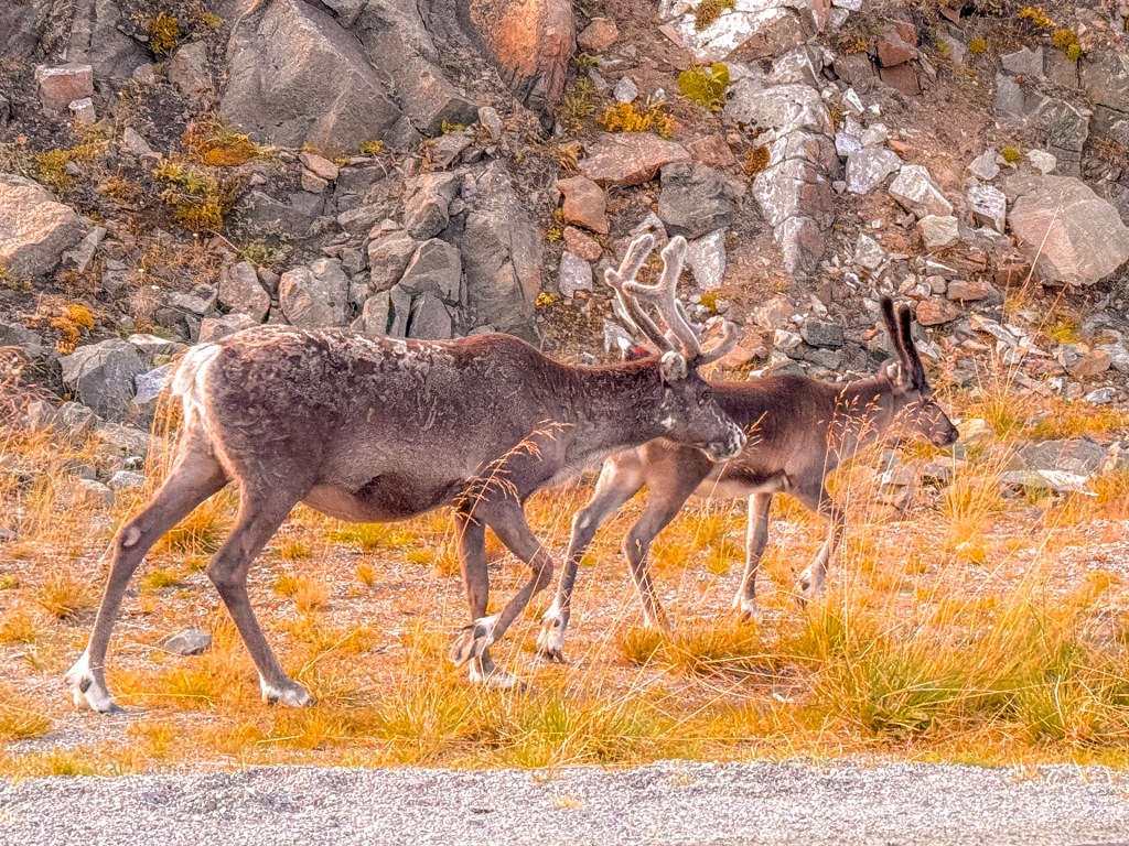 Rentiere laufen entlang einer Straße
