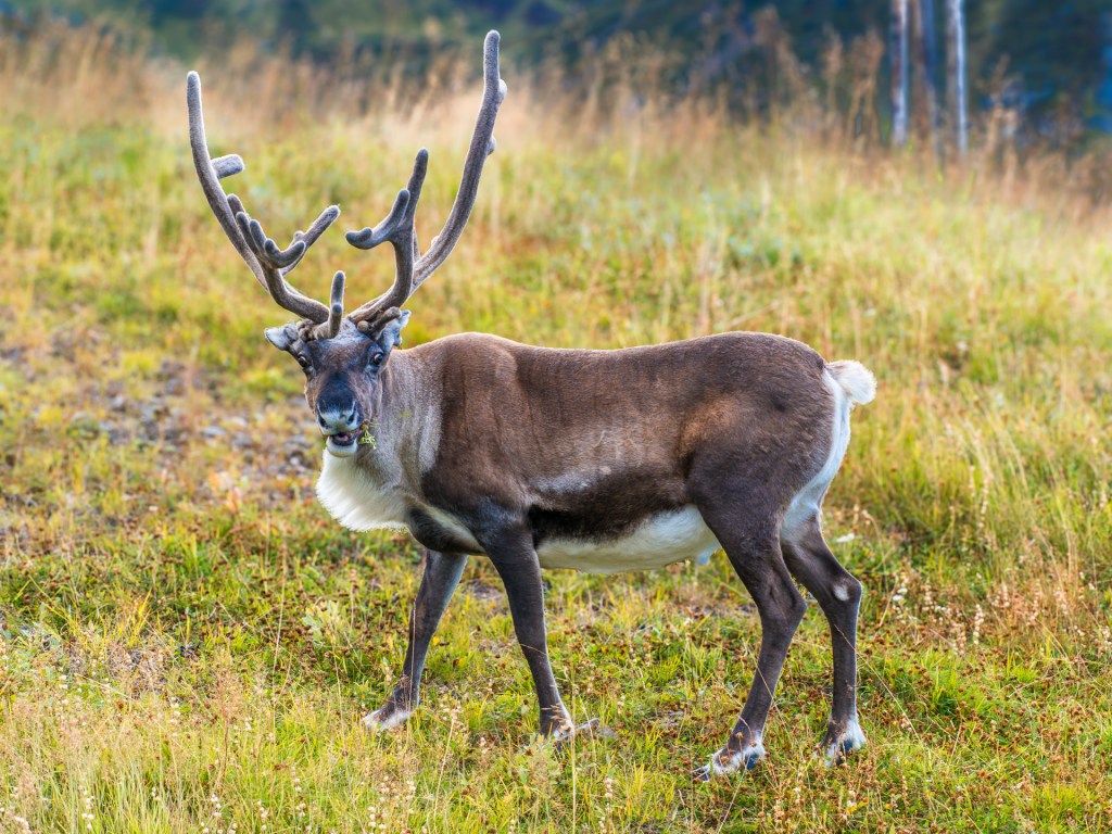 Rentierhirsch in Norwegen