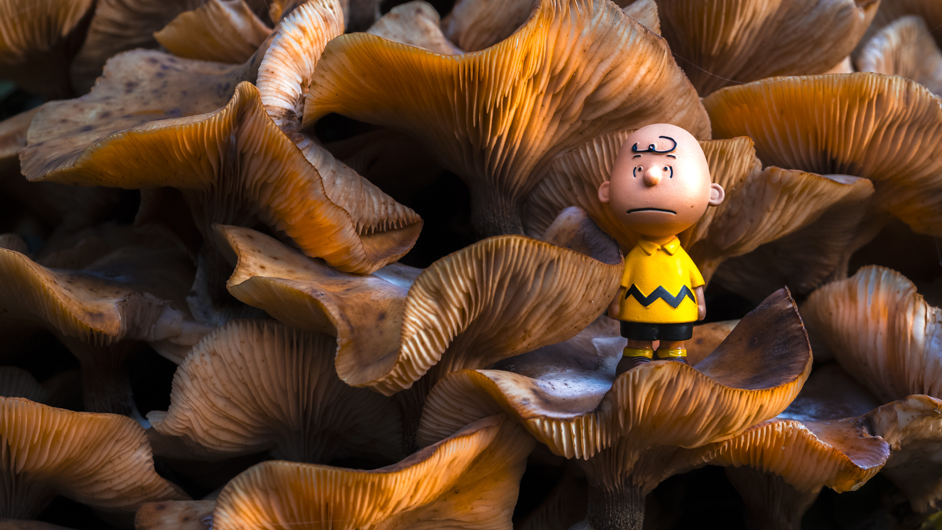 Pilze mit einer Charlie Brown Figur