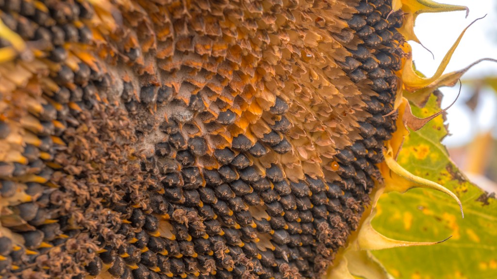 Sonnenblumenkerne in verwelkter Sonnenblume