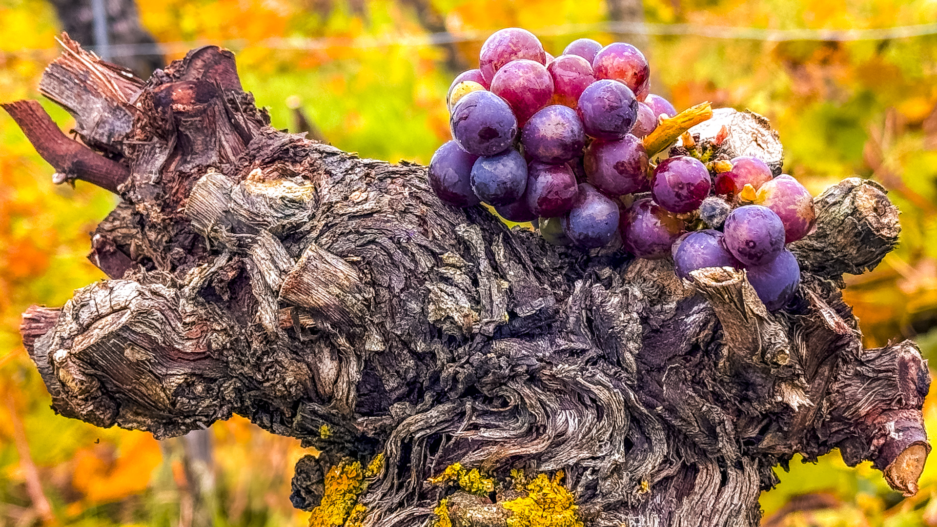 Trauben auf einem Weinstock drapiert