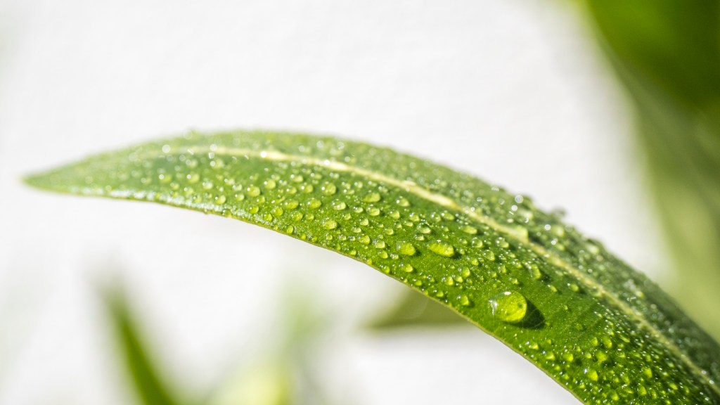 Ein Blatt einer Hauspalme mit Regentropfen