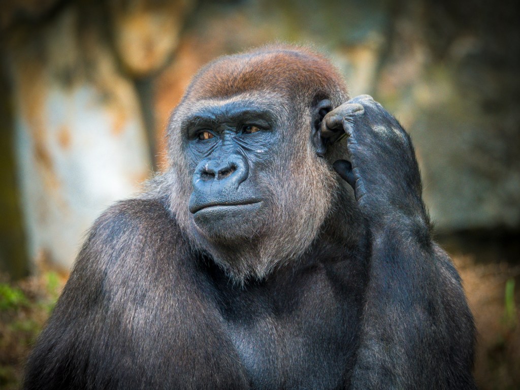 Portrait eines Gorillas aus dem Berliner Zoo