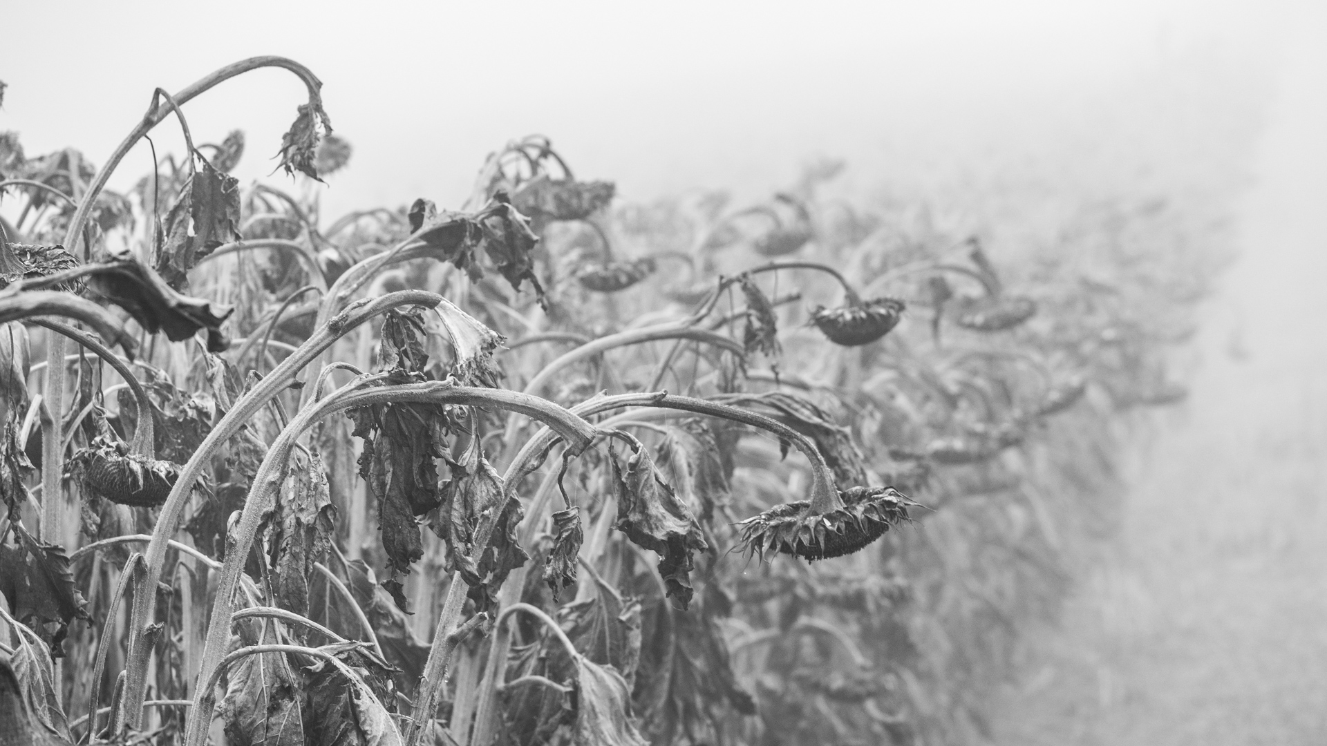 Vertrocknete Sonnenblumen in schwarzweiss