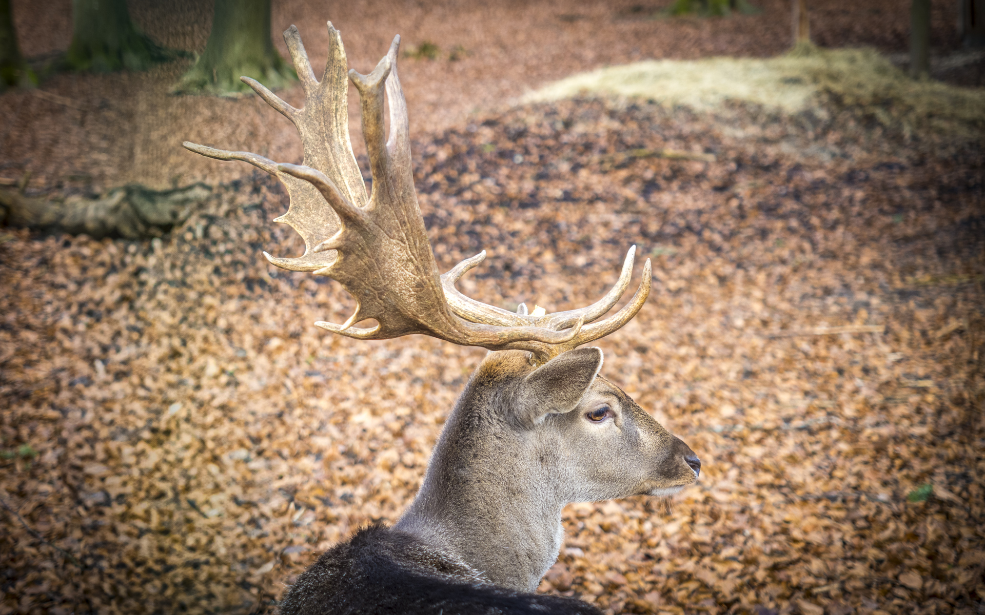 Damhirsch mit Geweih