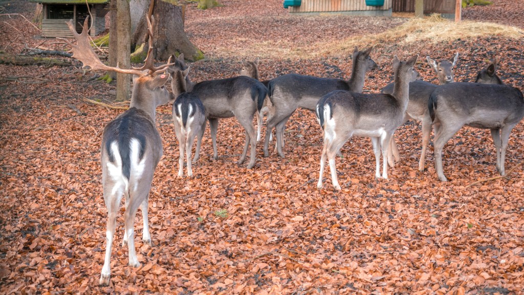 Damhirsch mit seinem Harem