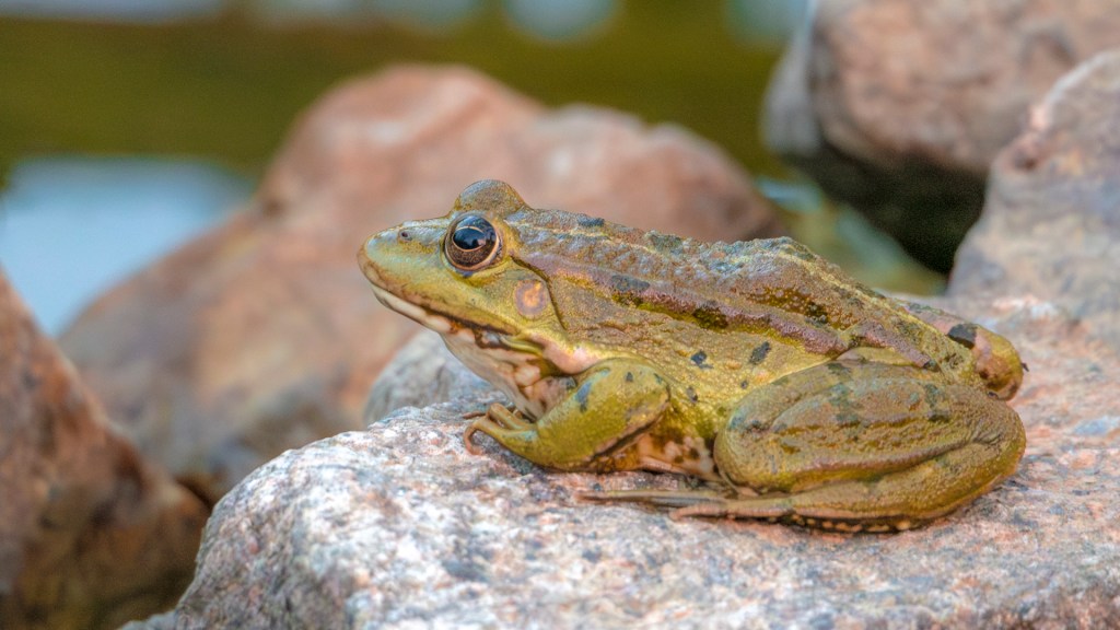 Ein Seefrosch an einem See in Frankreich