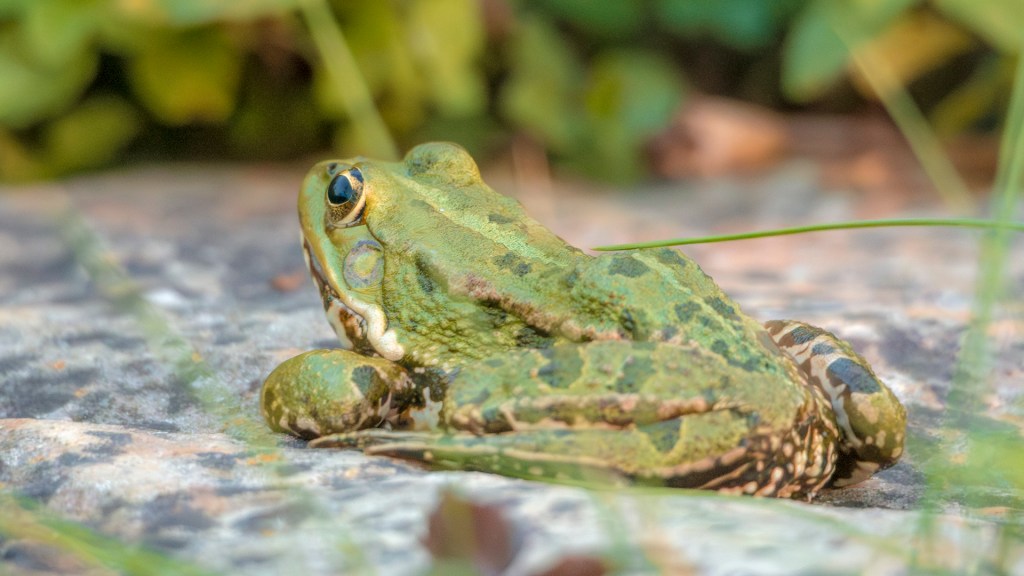 Ein Teichfrosch an einem See in Frankreich