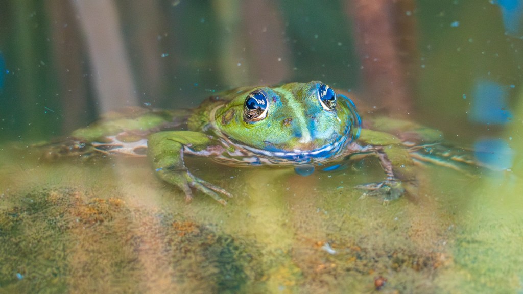 Ein Frosch schaut halb aus dem Wasser