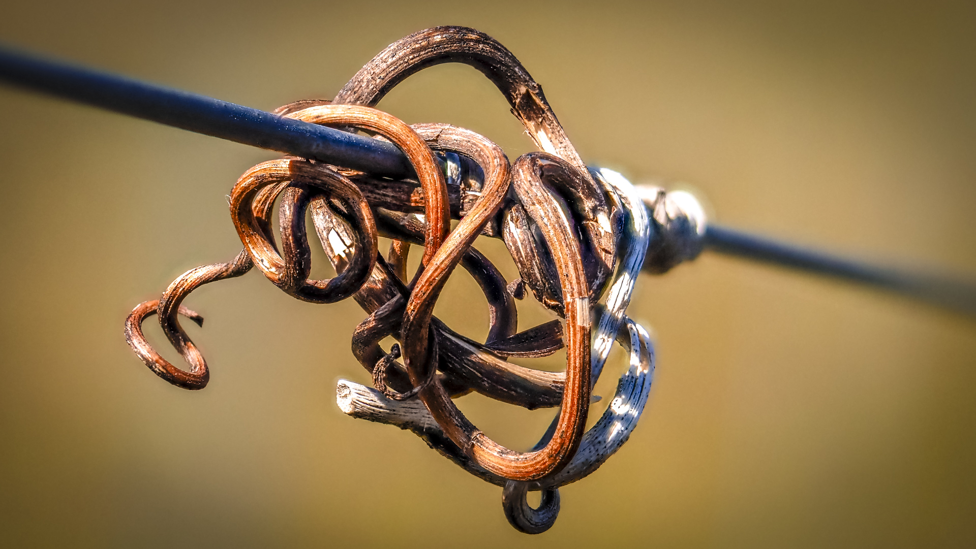 Rest eines Weinstocks an einem Kabel