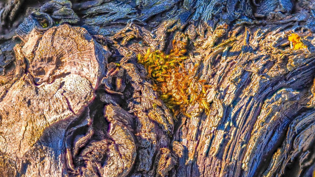 Detailaufnahme eines alten Weinstocks