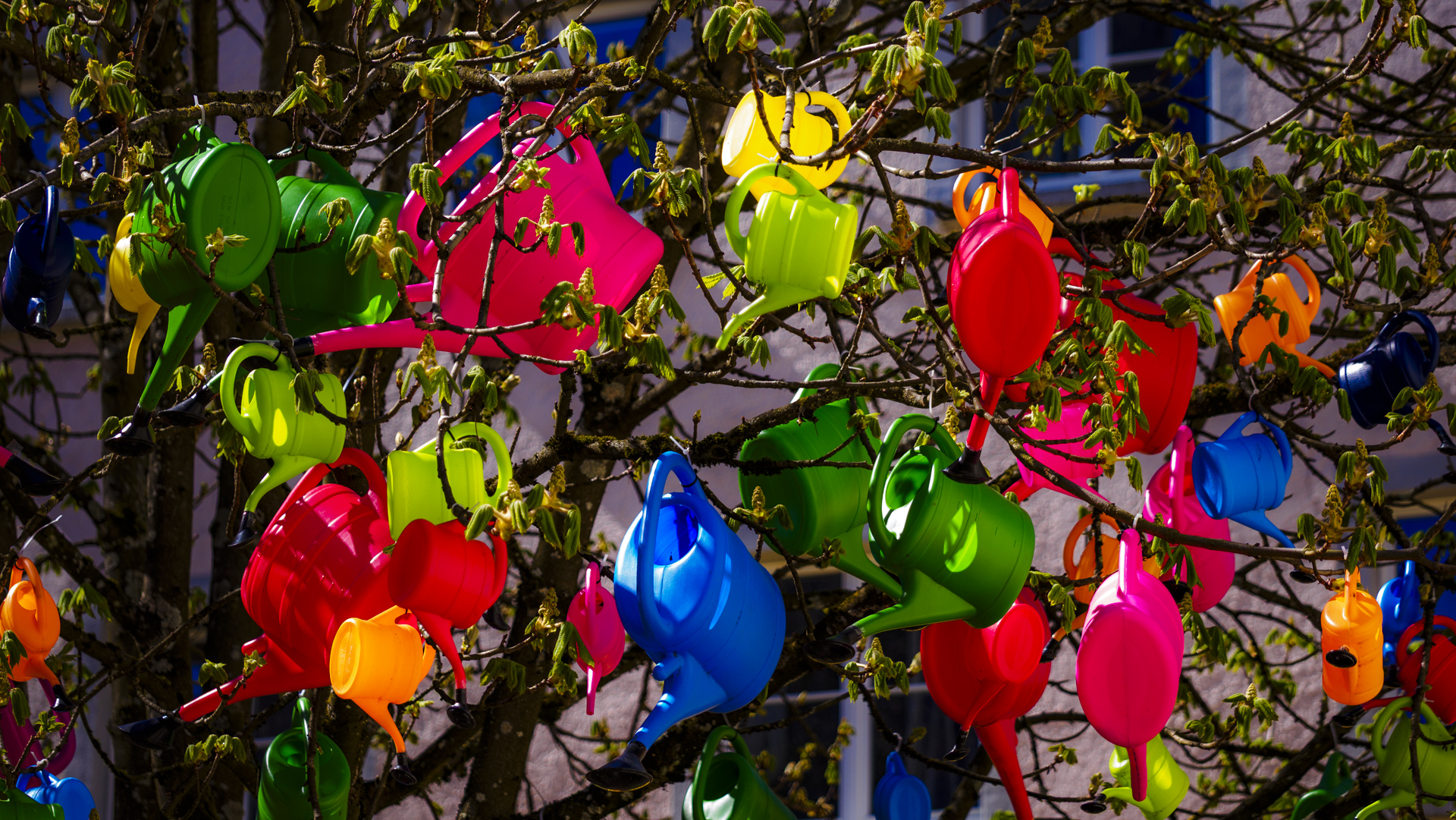 Gießkannen an einem Baum