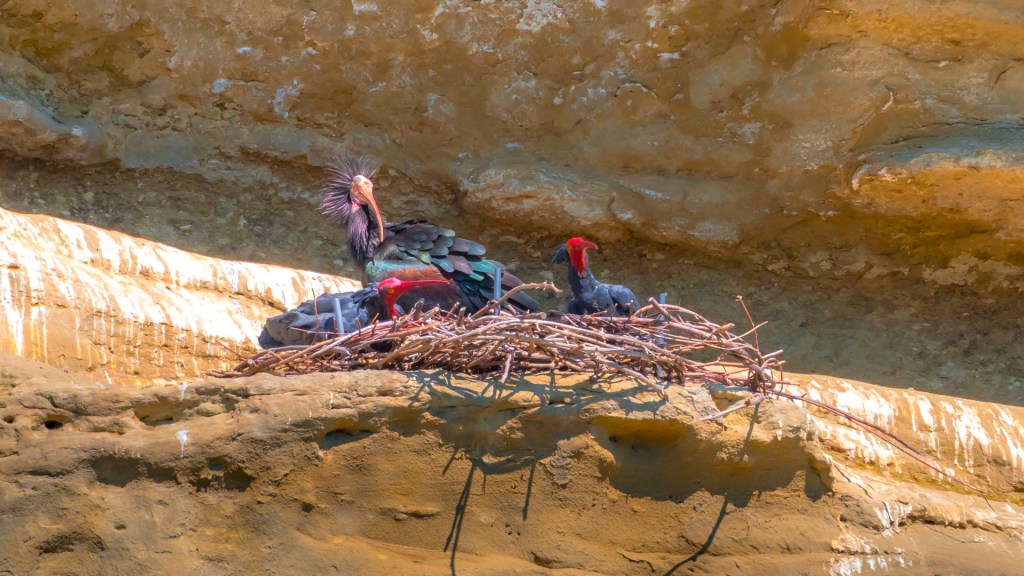 Waldrappkolonie in Überlingen