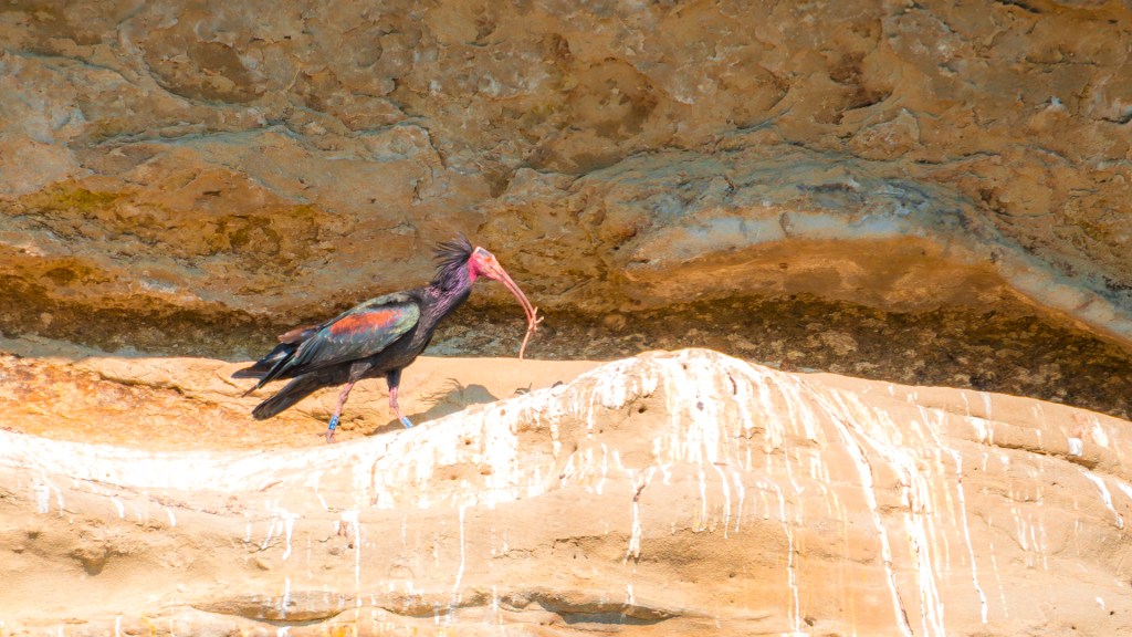 Waldrapp beim Nestbau