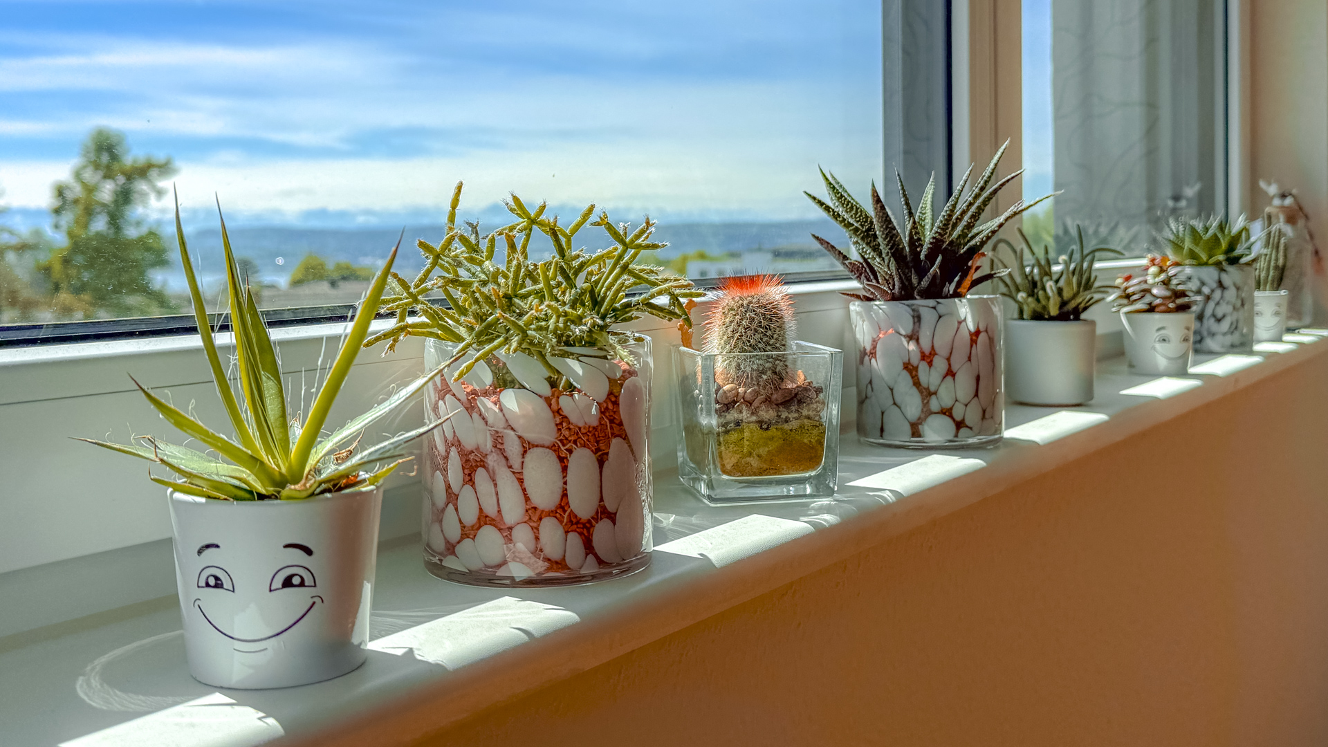 Eine Fensterbank mit vielen, kleinen Pflanzentöpfen