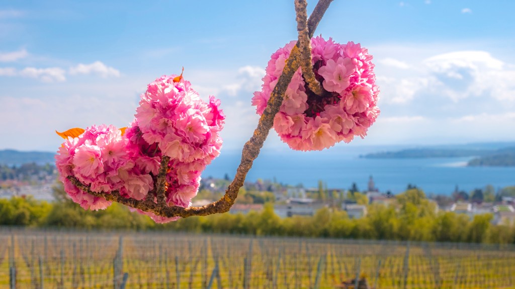 Kirschblüten, im Hintergrund leicht unscharf der Bodensee mit Überlingen