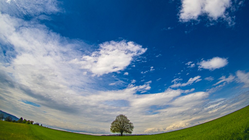 Fischaugenaufnahme eines Baumes mit viel Himmel