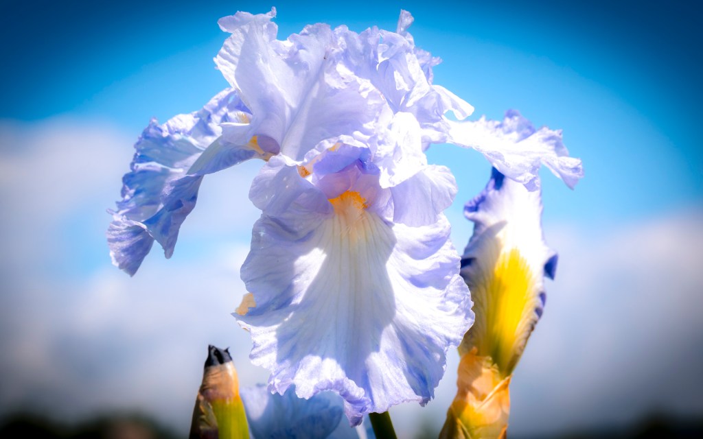 Weiße Irisblüte vor blauem Himmel