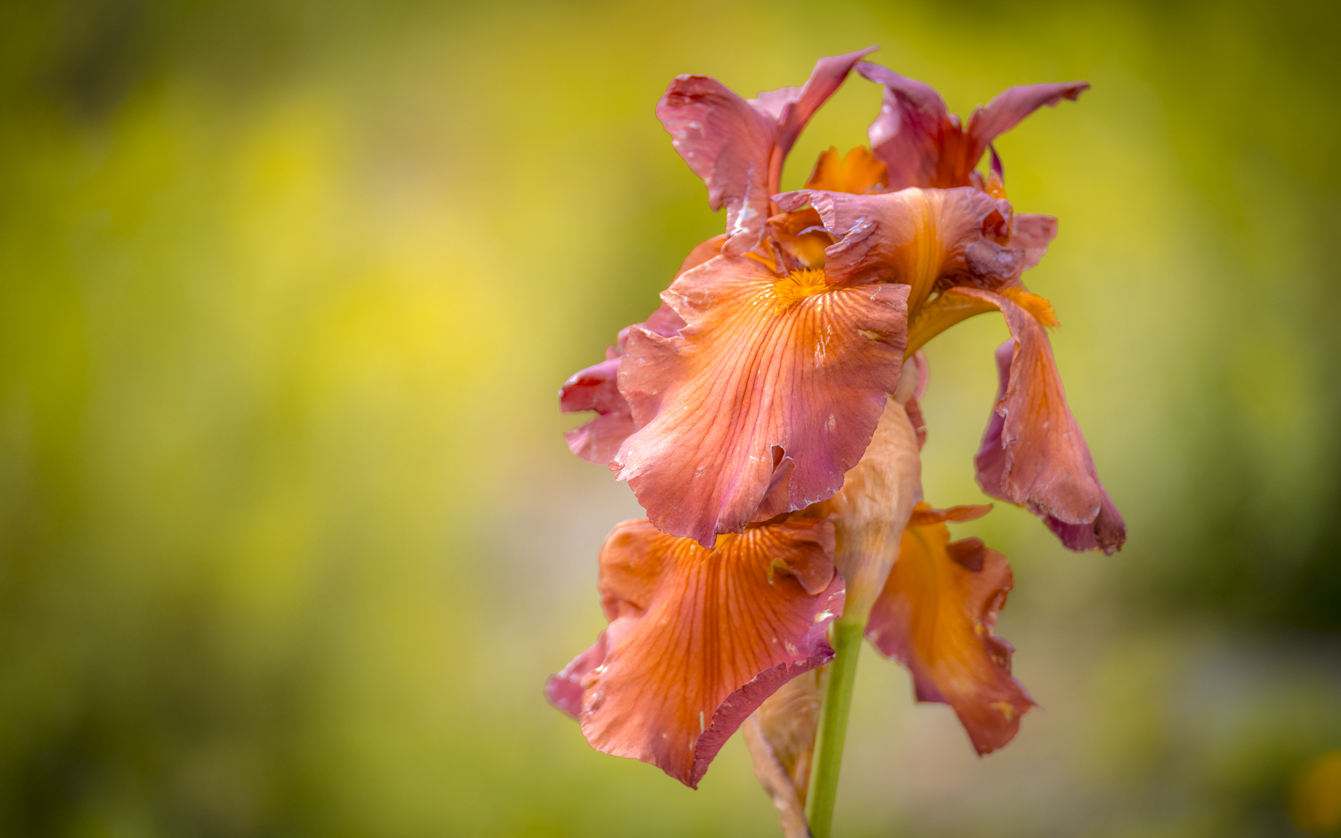 Orangefarbene Irisblüte