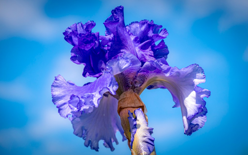 Blaue Irisblüte vor blauem Himmel