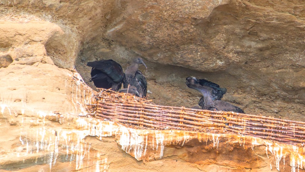 Waldrapp in Überlingen