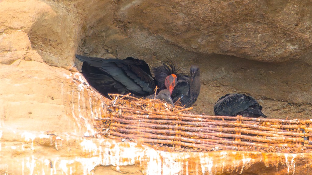 Waldrapp in Überlingen