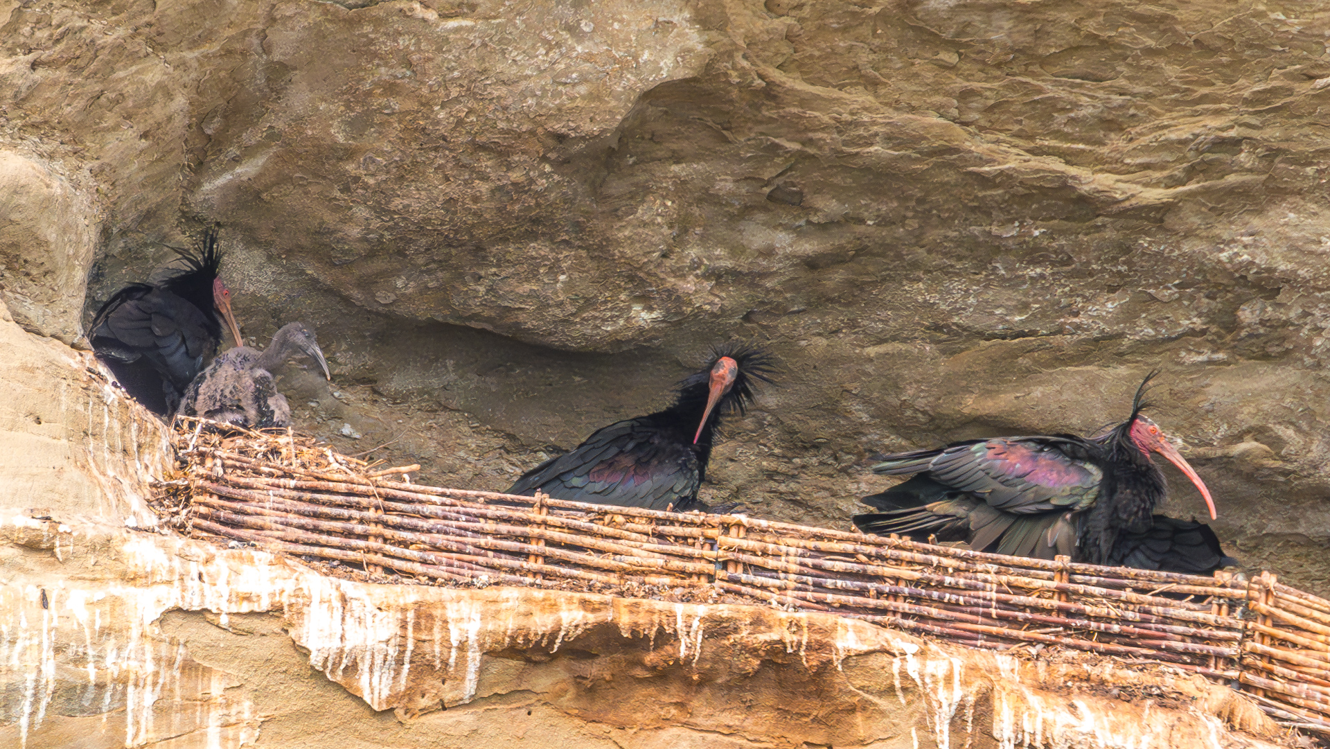 Waldrapp in Überlingen