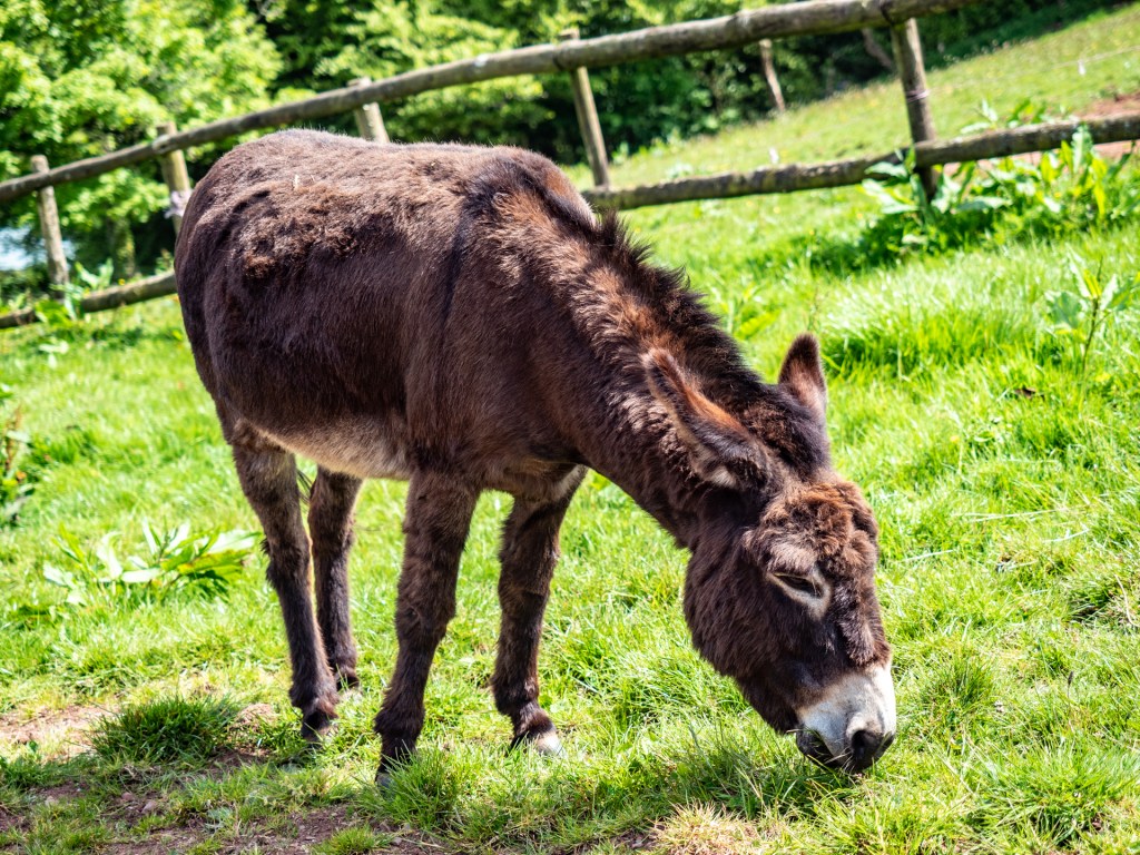 Ein Esel grast auf einer Weide