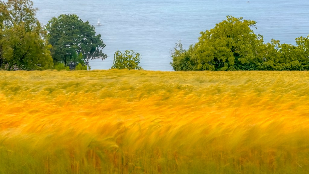 Bewegtes Gerstenfeld über dem Bodensee