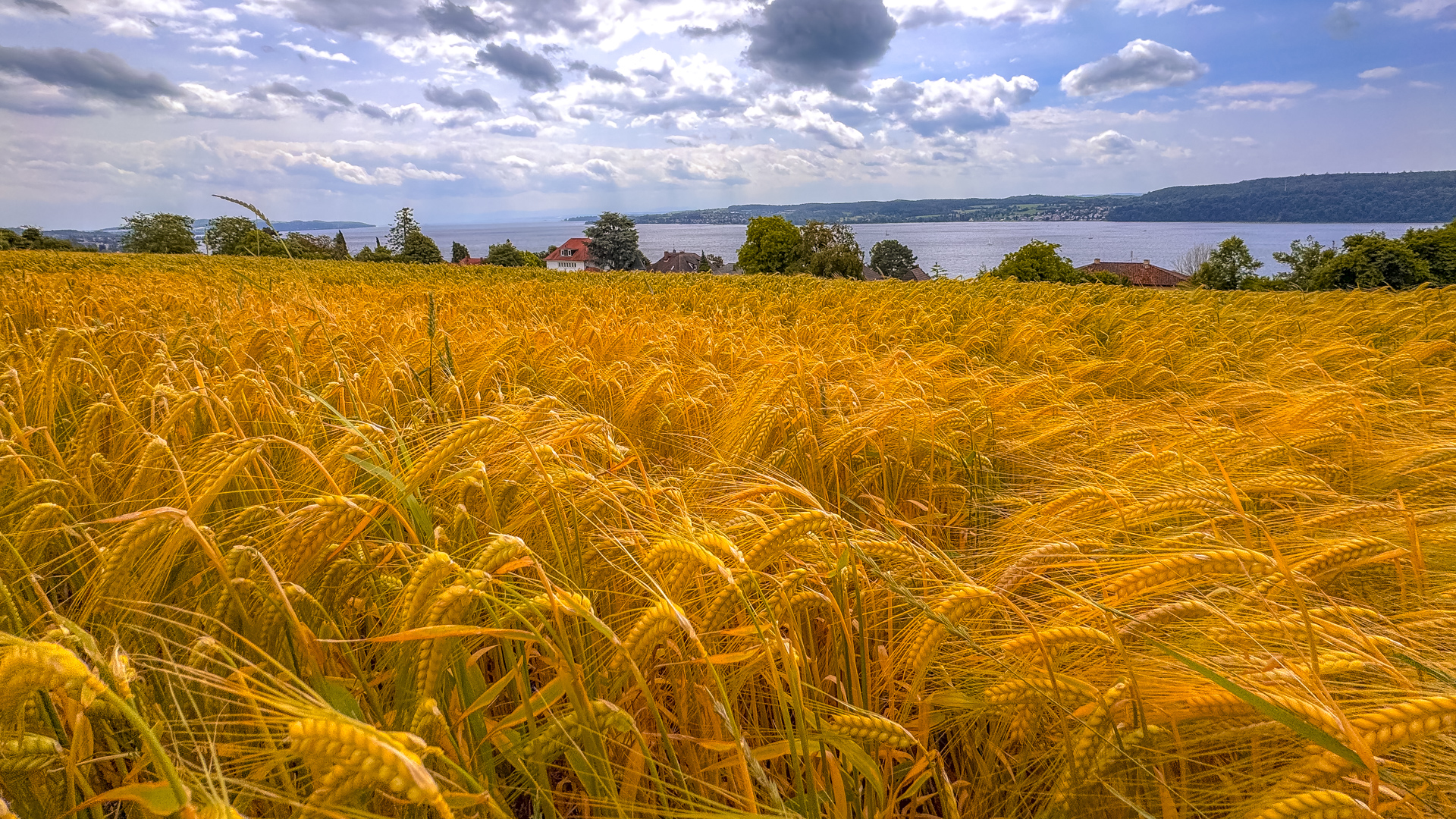 Ein Gerstenfeld vor dem Bodensee