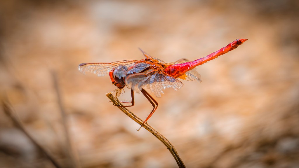 Rote Heidelibelle mit Beute