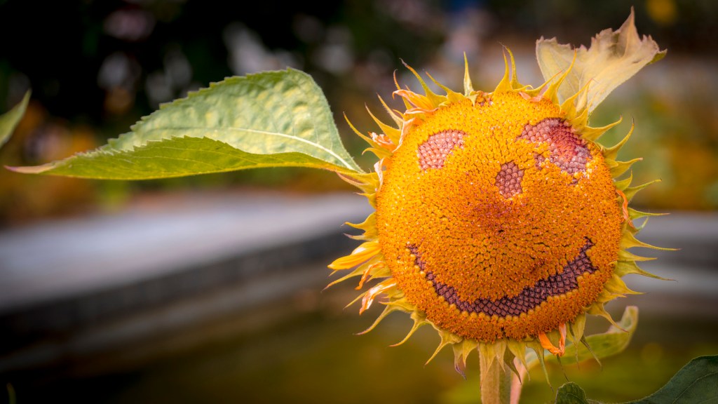 Sonneblume mit einem Smiley durch entfernen einiger Sonnenblumenkerne