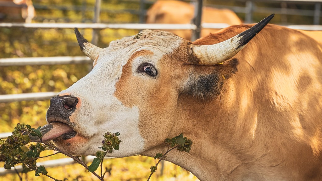 Portrait einer Kuh in Nussdorf am Bodensee