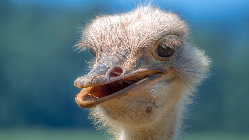 Ein Straußenkopf seitlich aufgenommen