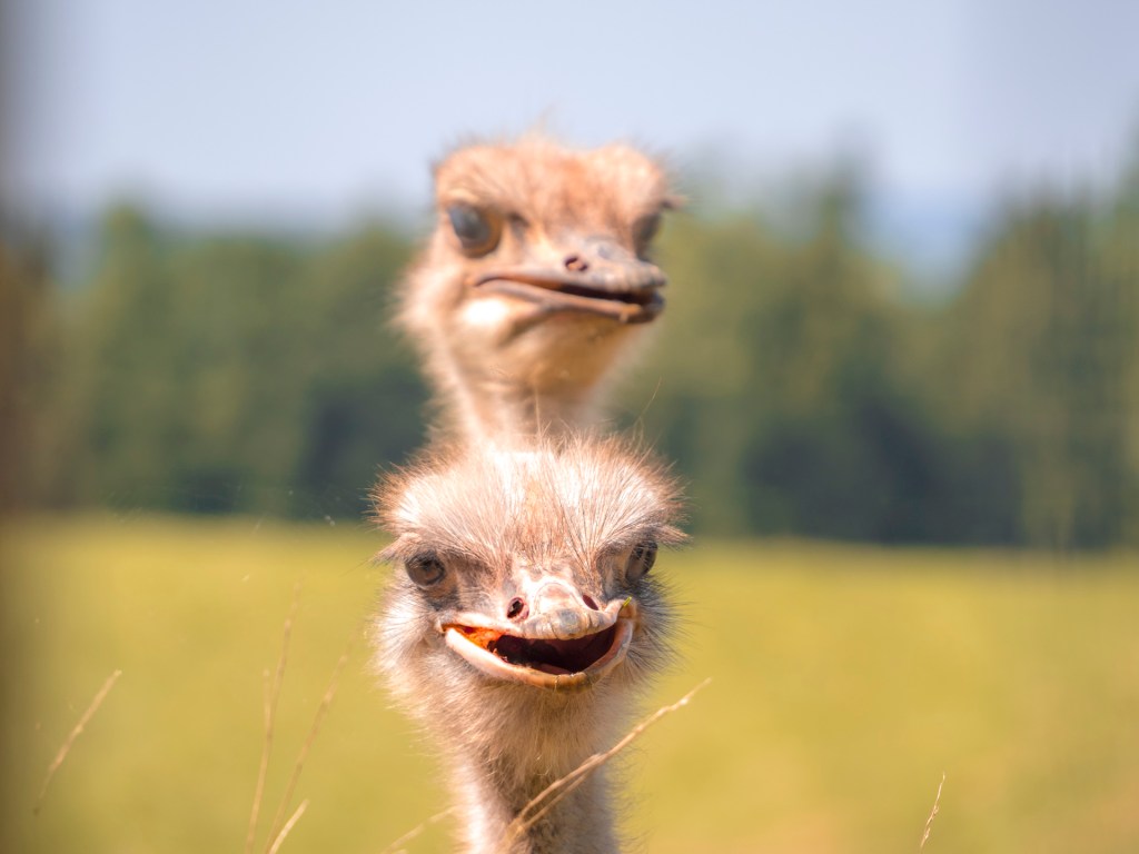 Zwei Straußenköpfe von vorn