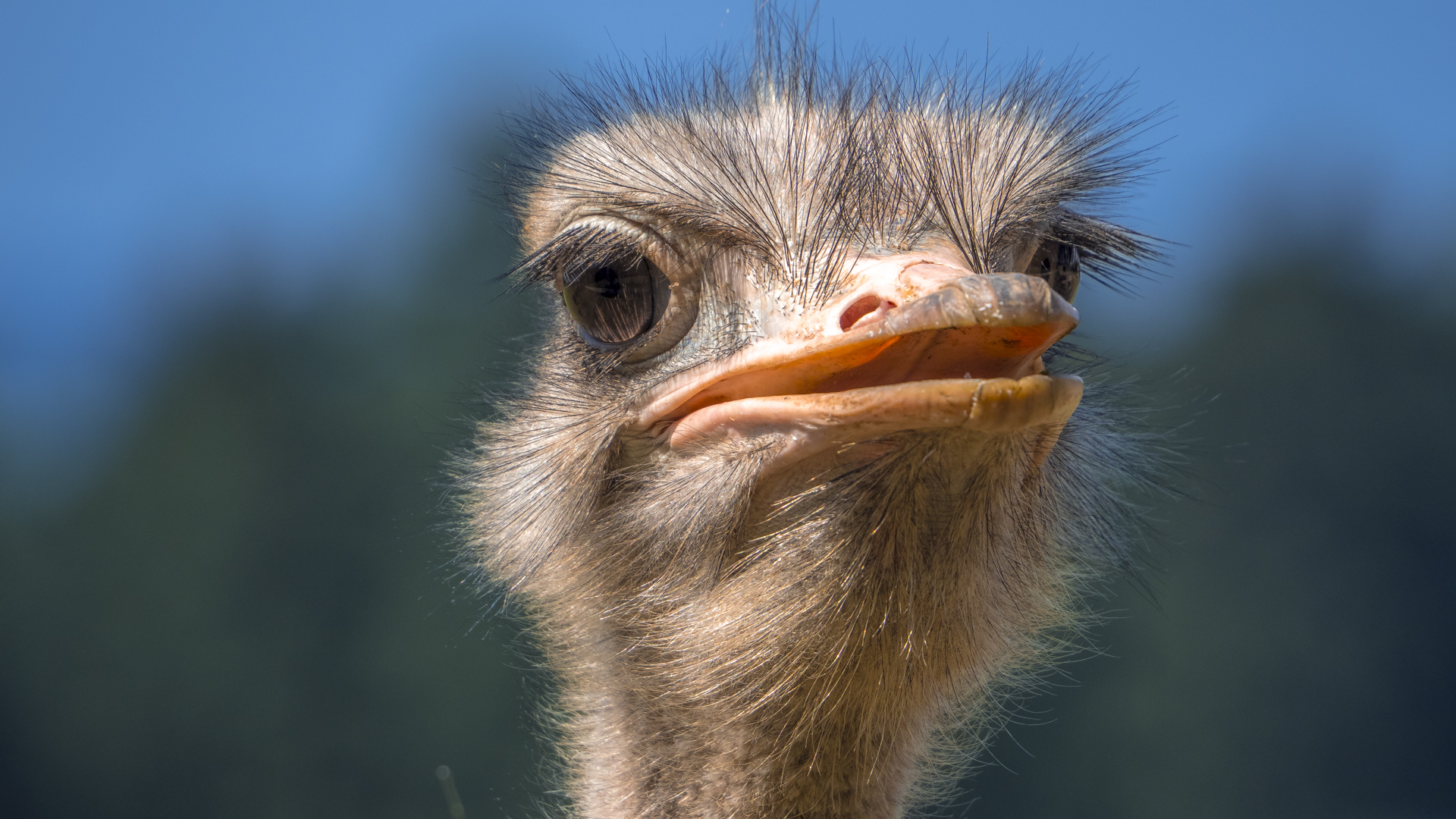 Kopf eines Straußes der den Betrachter direkt anschaut