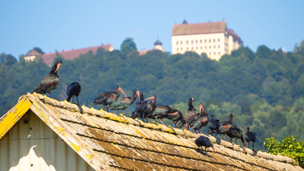 Waldrapp auf Dachfirst unterhalb Schloss Heiligenberg