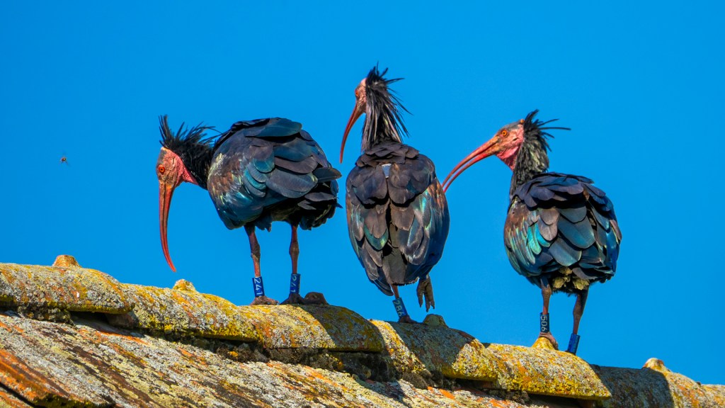 Drei Wladrapp auf dem First einer Gerätehütte