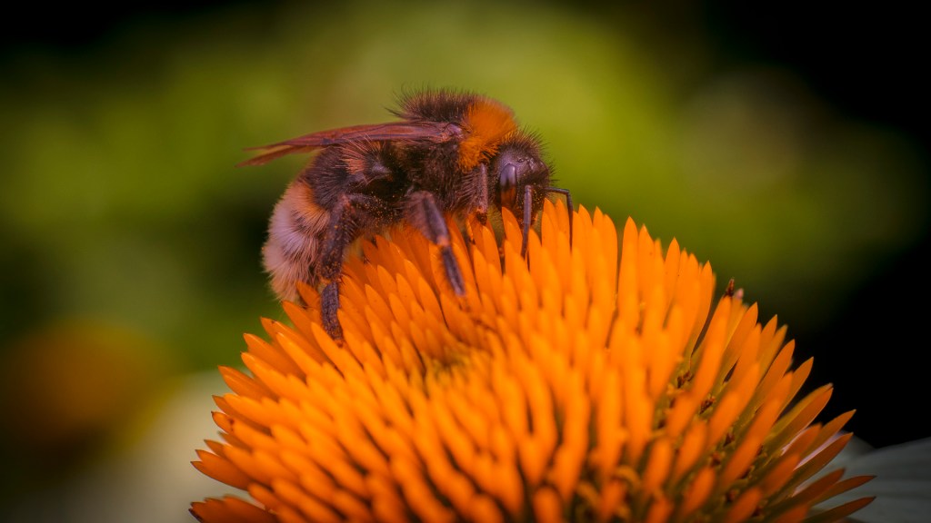 Eine Hummel auf einer Pflanze beim Sammeln von Blütenstaub und Nektar