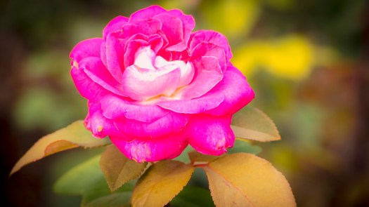 Pinkfarbene Rose