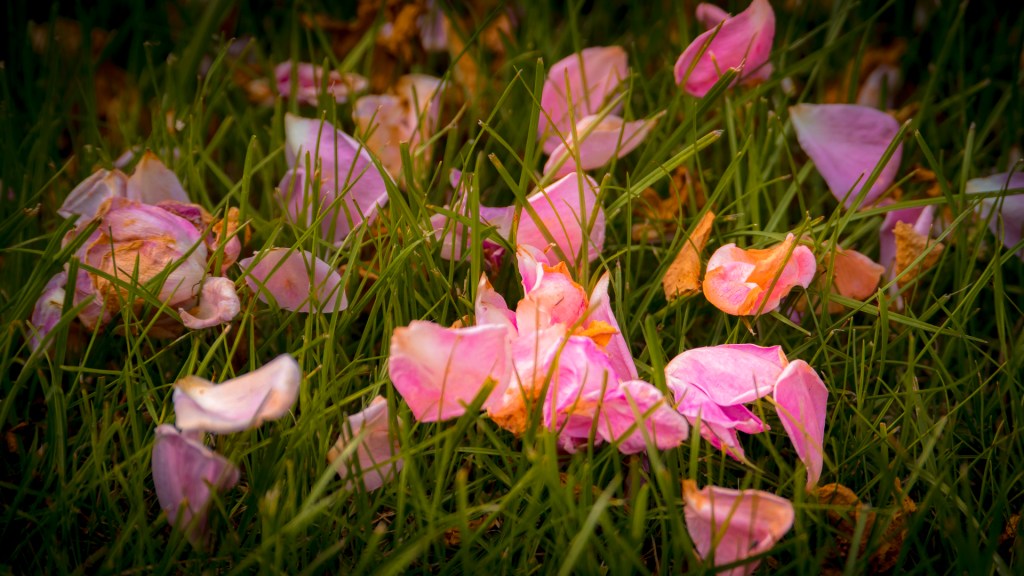 Lilafarbene Rosenblätter auf Gras