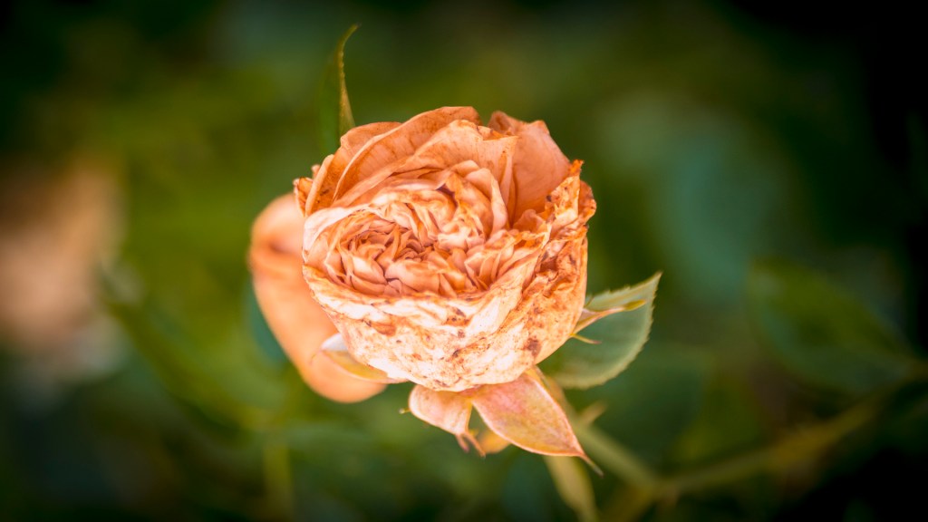 Eine verblühte Rose