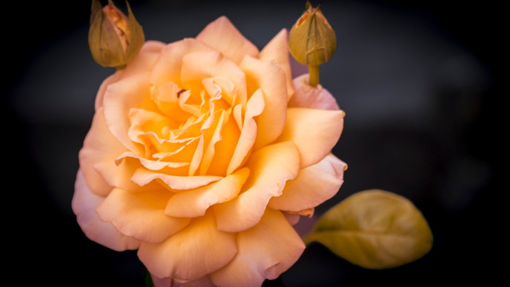 Eine orangefarbene Rose mit kleinen Knospen drumrum
