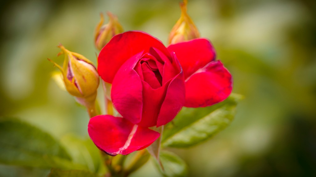 Eine leicht geöffnete rote Rose