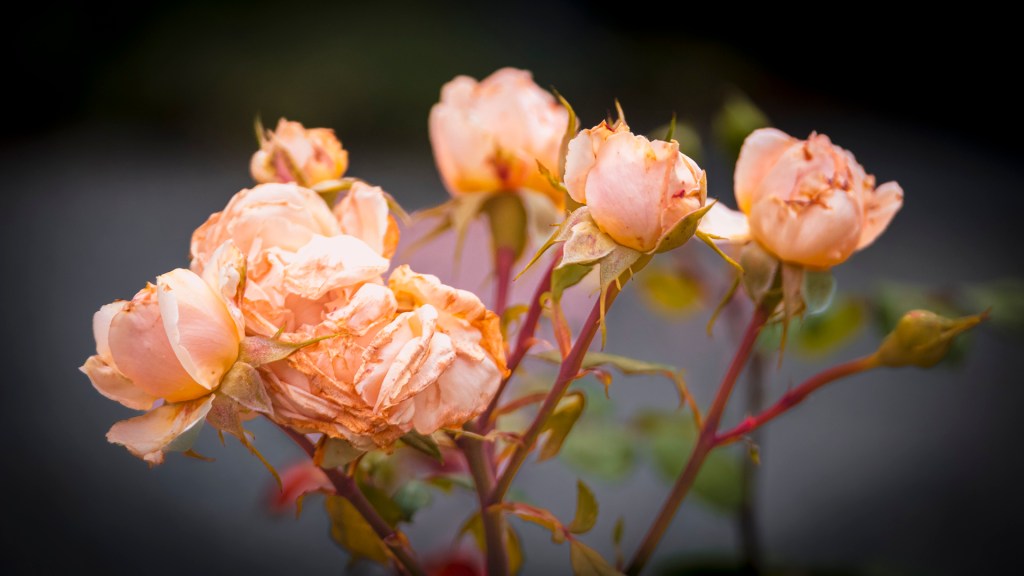 Ein Rosenstrauch mit lachsfarbenen Rosen