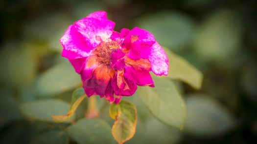 Eine Rose am Verblühen