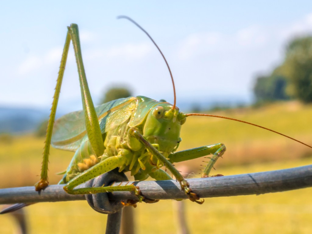 Grüner Heuschreck auf Weidezaun