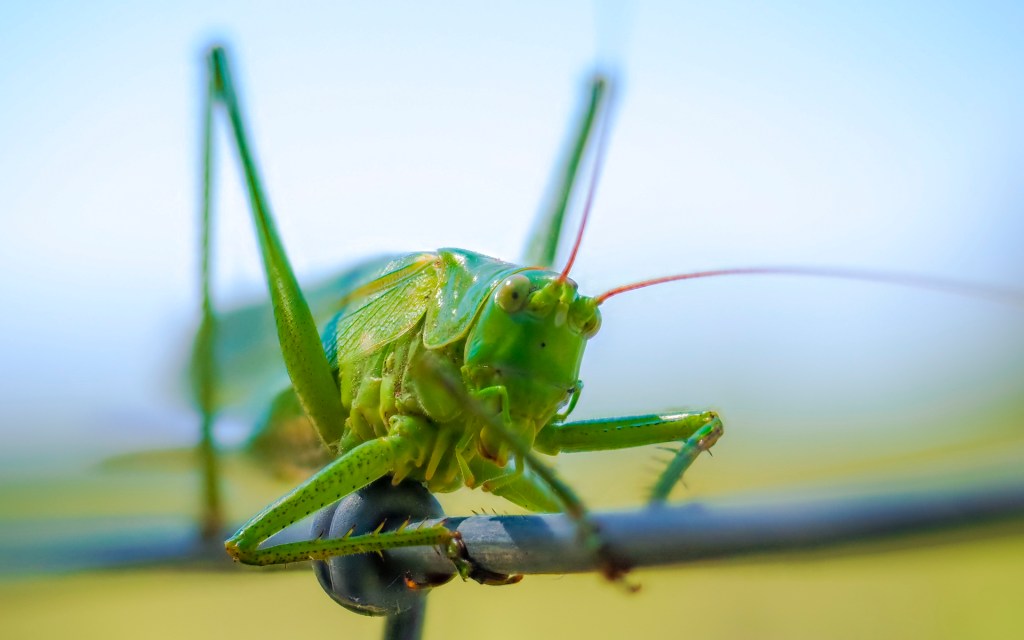 Grüner Heuschreck auf Weidezaun