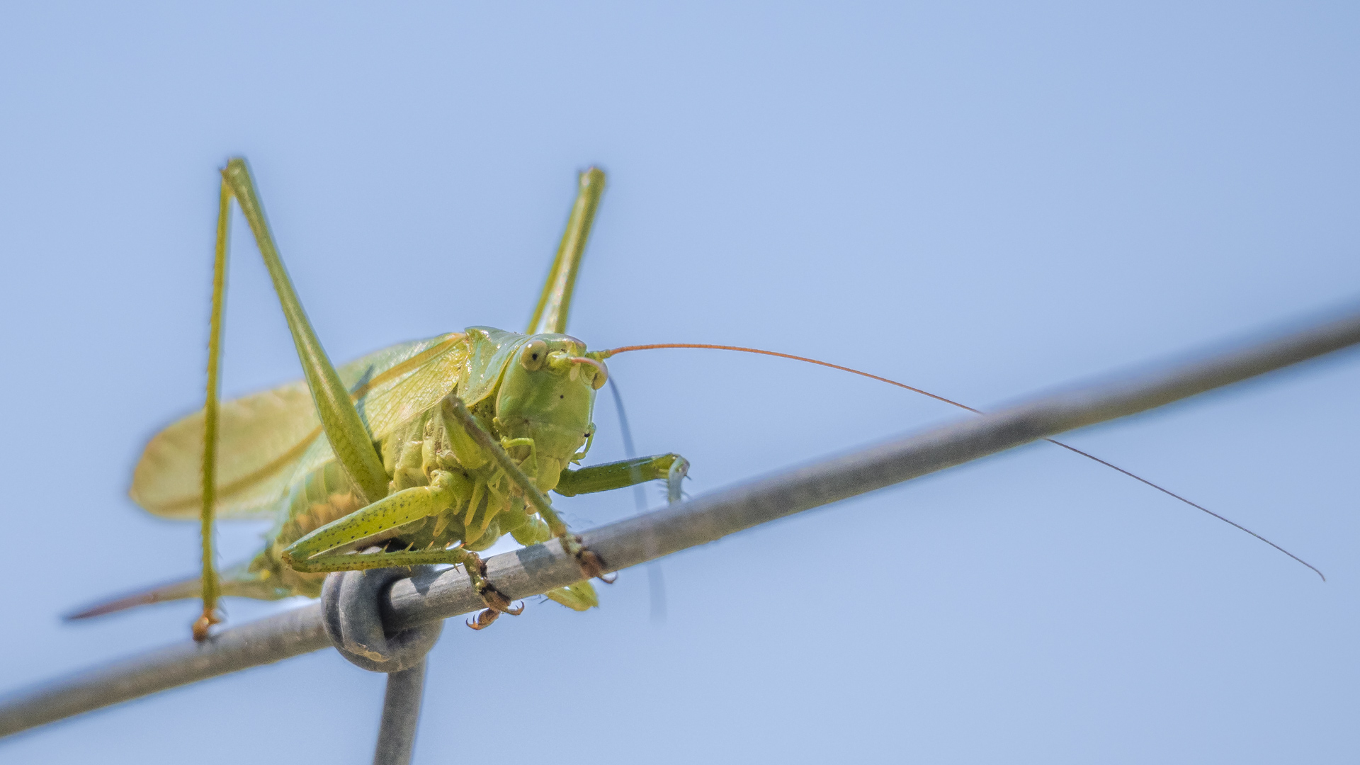 Grüner Heuschreck auf Weidezaun